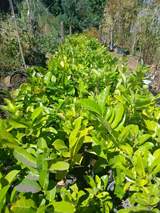 Laurel Hedging 2