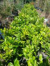 Laurel Hedging 1