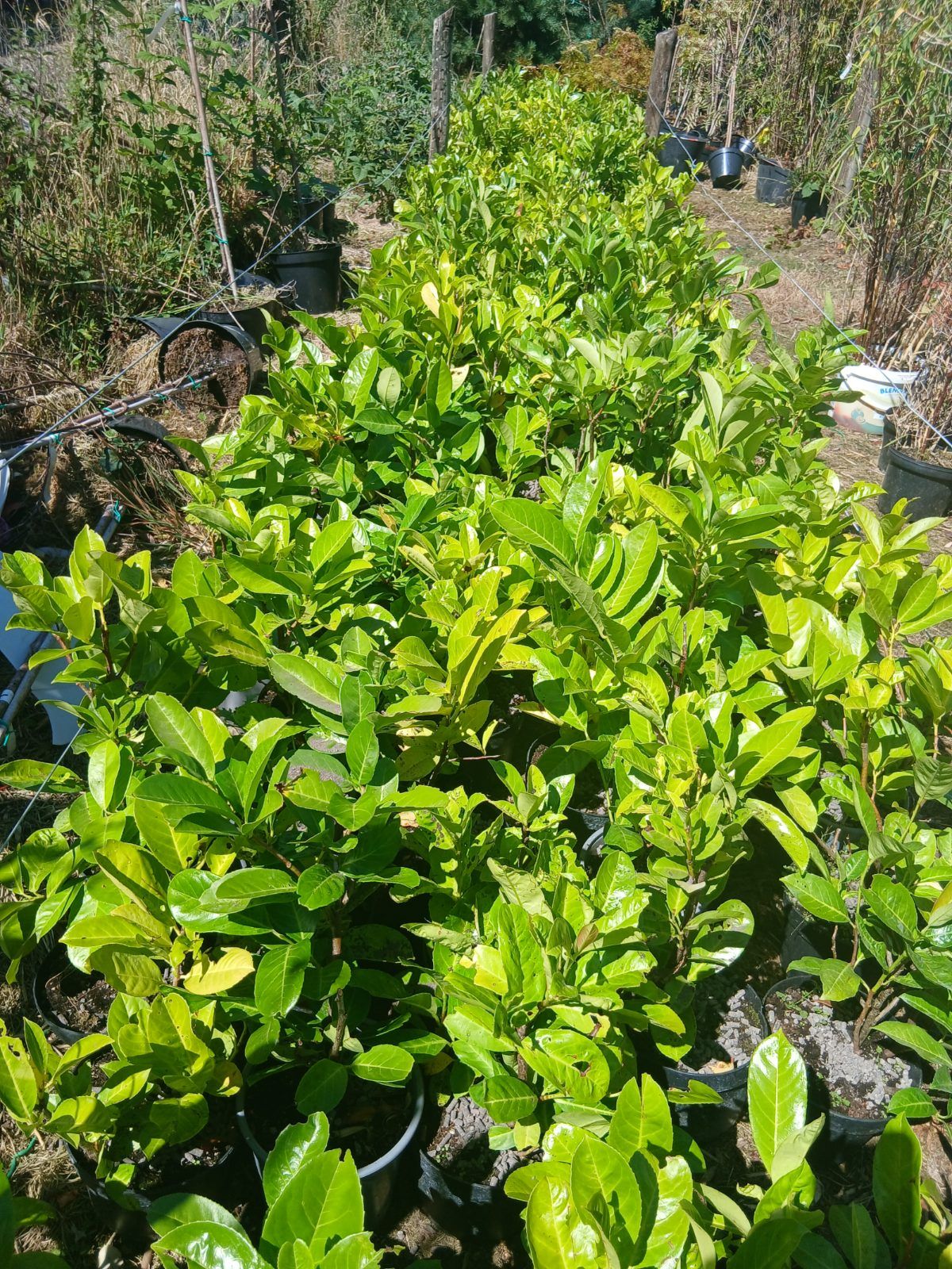 Laurel Hedging
