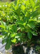 Laurel Hedging 5