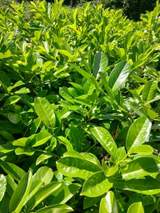 Laurel Hedging 3
