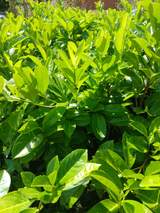 Laurel Hedging 4